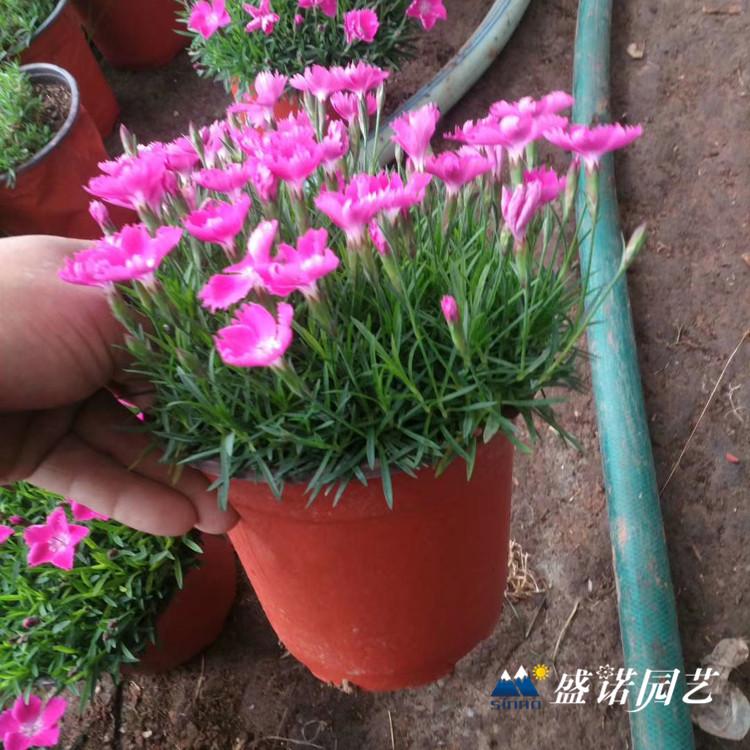 欧石竹粉贝 欧石竹供应 欧石竹小苗 欧石竹批发价格 欧石竹价格 欧石竹基地青州