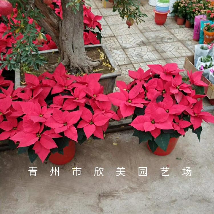一品红_一品红批发_一品红小苗价格 基地种植销售