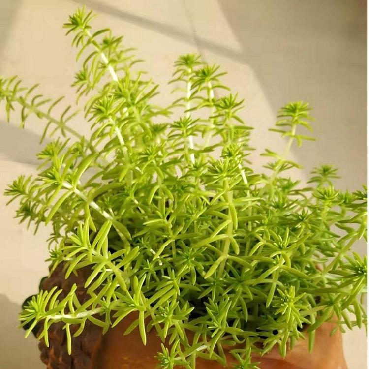 金叶佛甲草 金叶佛甲草基地价格 金叶佛甲草种子