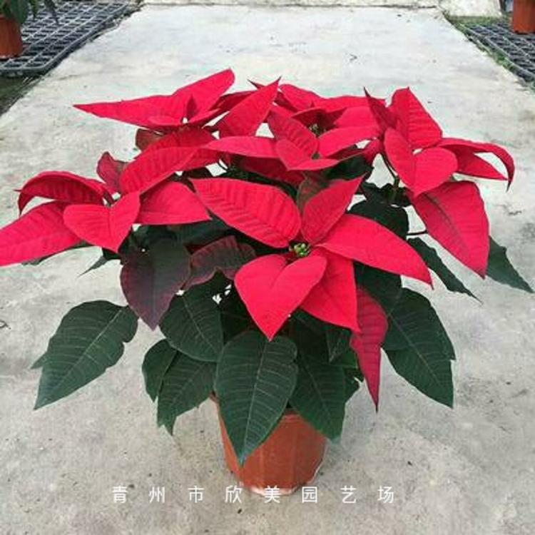 基地直销双色盆一品红 双色盆一品红大量批发