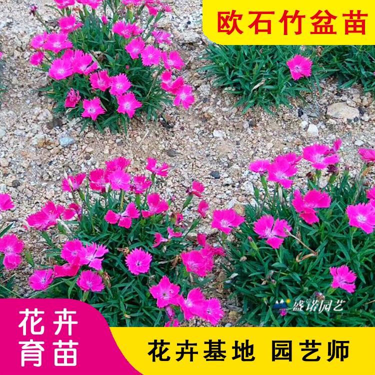 欧石竹 欧石竹苗 欧石竹种苗 花卉基地 宿根地被花卉 欧石竹批发 山东欧石竹 批发基地 源头货源
