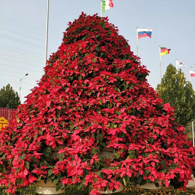 圣诞红批发价格  山东一品红种植基地