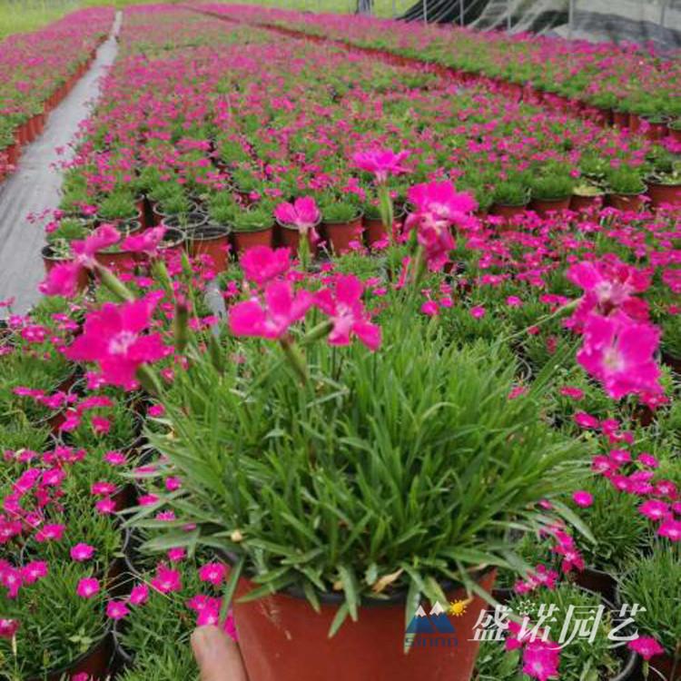 欧石竹 欧石竹基地 欧石竹批发 欧石竹图片 欧石竹花期 欧石竹价格 欧石竹花海 欧石竹植物 欧石竹花  源头货源