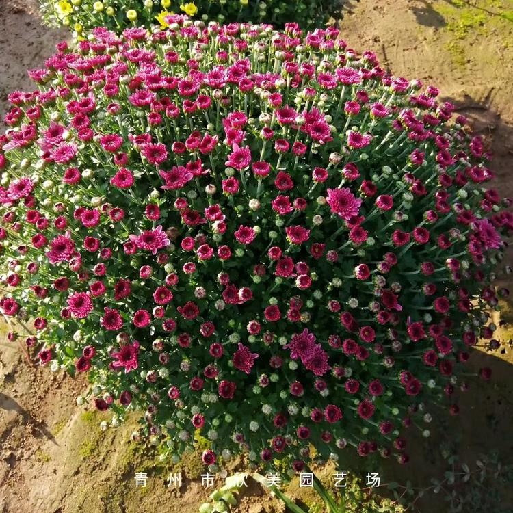 山东多头千头菊批发  青州千头菊价格  供应千头菊