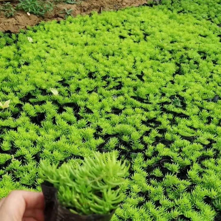 绿叶佛甲草种植基地_黄金条杯苗价格 山东欣美