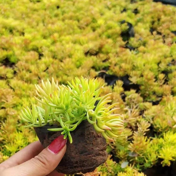 金叶佛甲草 地被草本植物金叶佛甲草 批发工程苗盆栽 金叶佛甲草