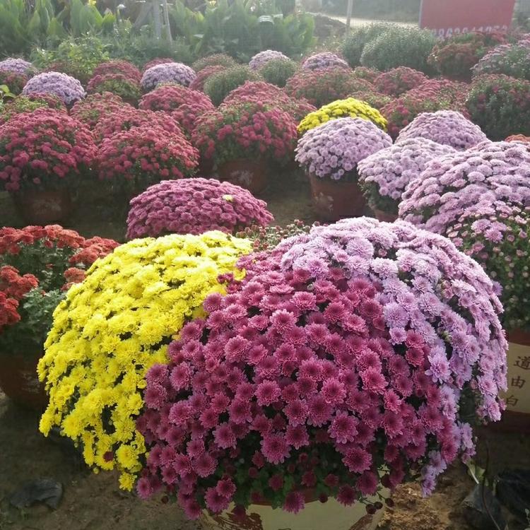 国庆菊  国庆菊批发  国庆菊价格  国庆菊种植基地