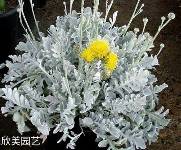 银叶菊 银叶菊价格 银叶菊基地批发