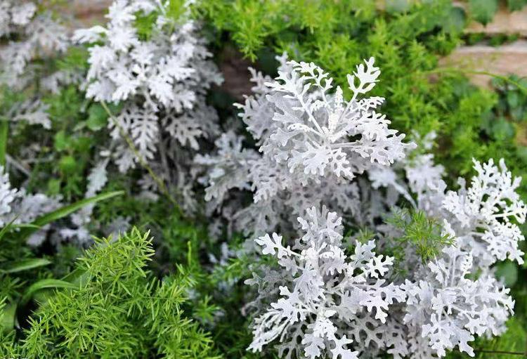 一二年生银叶菊 大量批发多年生草本银叶菊 青州四季草花基地