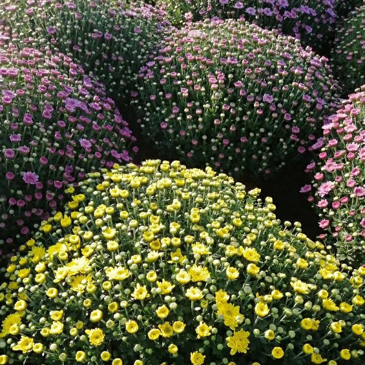 大菊花  大菊花价格  山东大菊花基地直销  大菊花价格