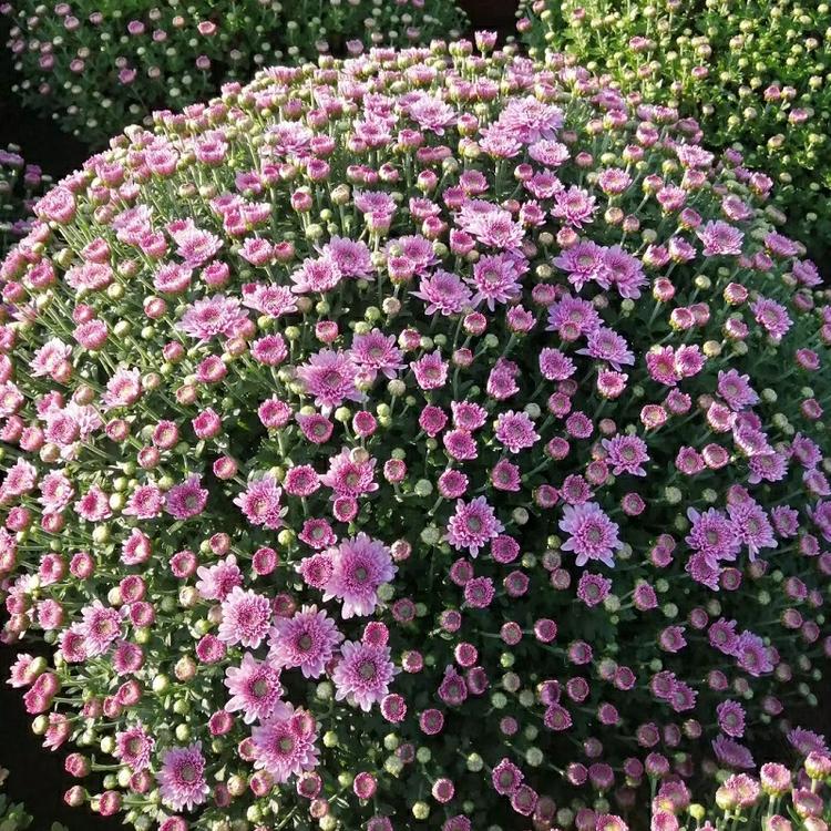 国庆菊 千头菊基地 国庆菊价格 批发 盆栽 山东千头菊