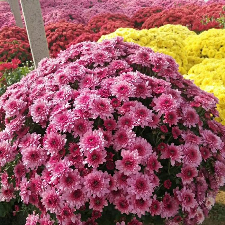 批发国庆菊 盆栽植物 景观 租摆菊花花卉 造型菊花 国庆菊价格