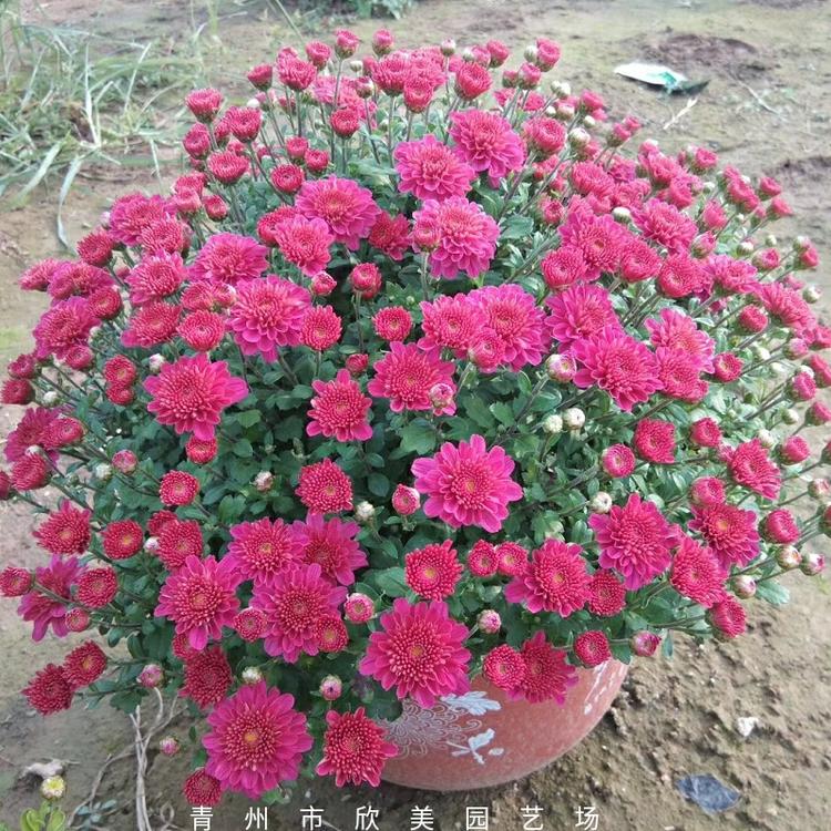 盆栽品种菊花 秋冬观赏大菊花颜色多 潍坊品种大菊花基地直销 欣美园艺
