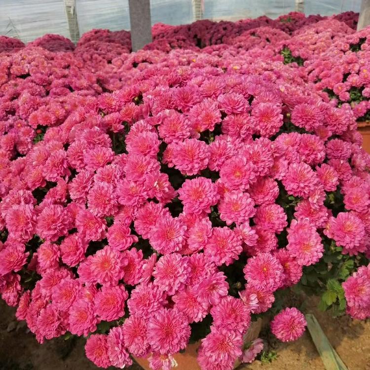 山东青州市菊花基地批发九月菊盆栽大菊花苗花卉货源国庆租摆绿化