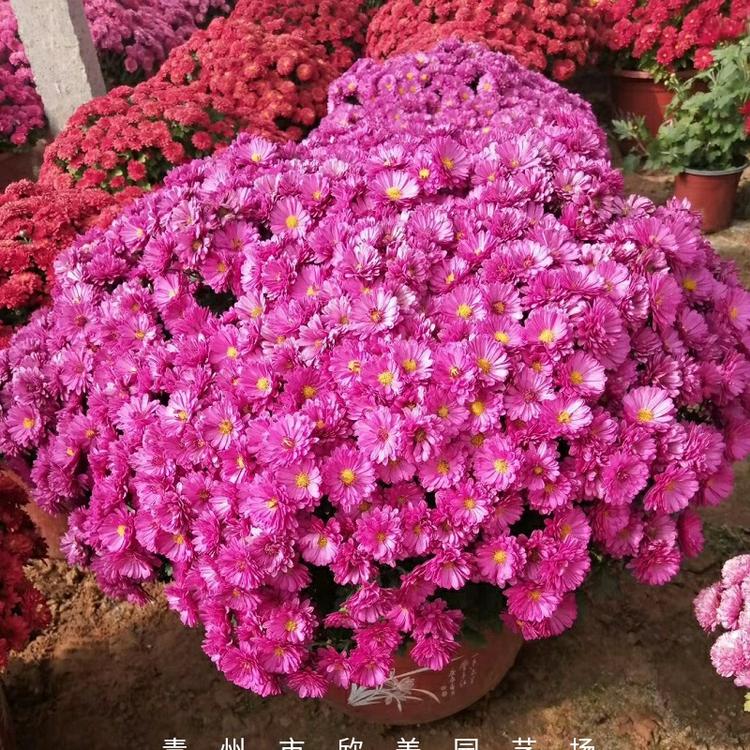 菊花销售 山东菊花 菊花小苗 基地种植销售