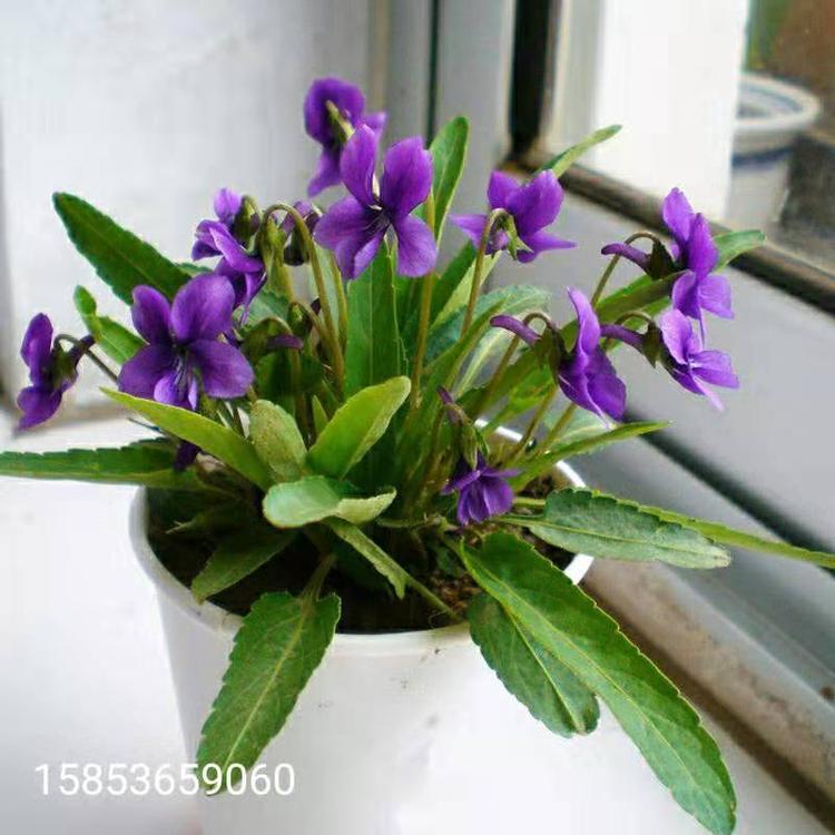 紫花地丁种子野堇菜 光瓣堇菜价格 耐寒耐荫地被庭院