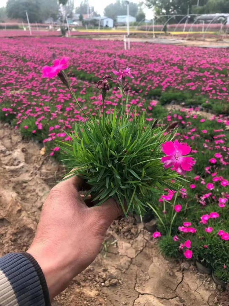 营养杯欧石竹 穴盘欧石竹 双色盆欧石竹 欧石竹产地 欧石竹的价格