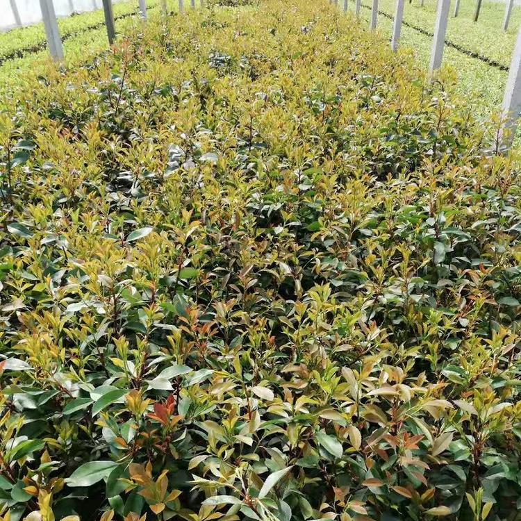 销售红叶石楠基地 批发红叶石楠 直销