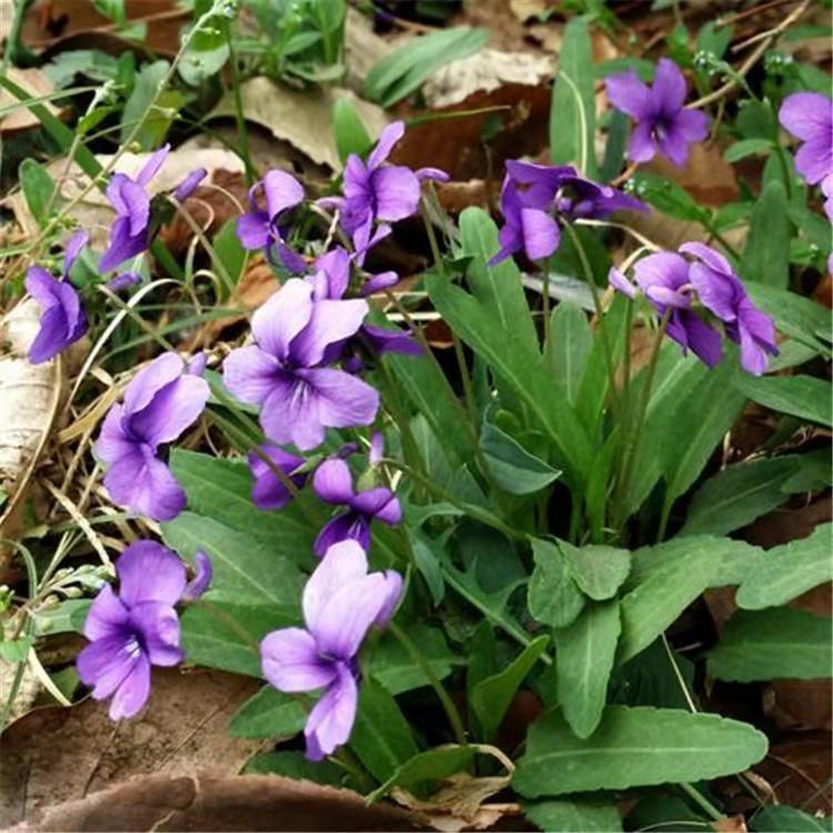 野堇菜批发 光瓣堇菜基地  山东欣美