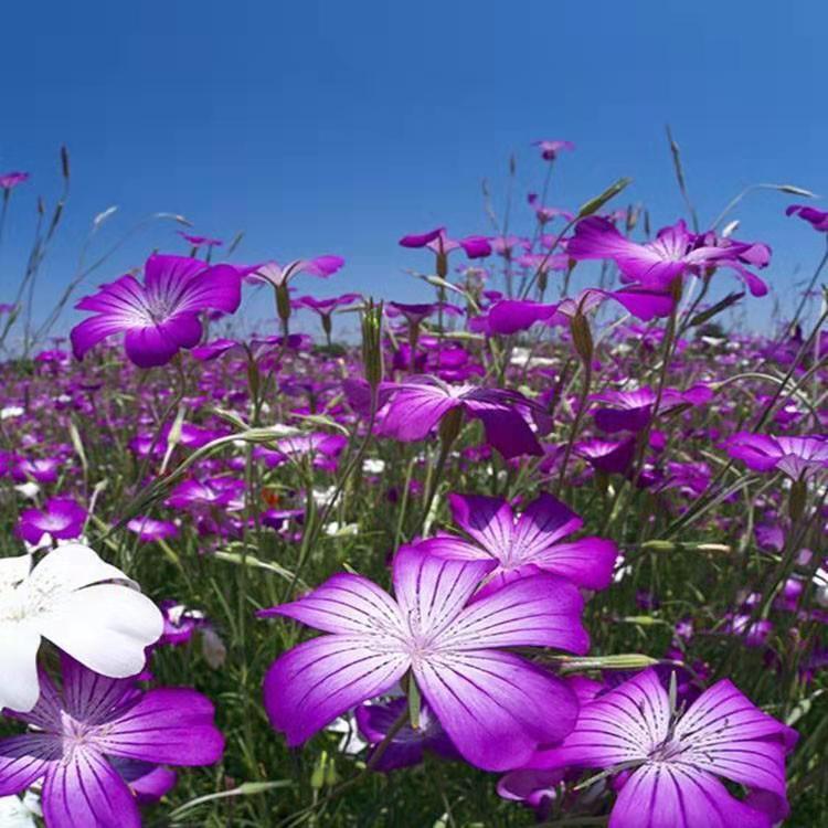 批发紫花地丁