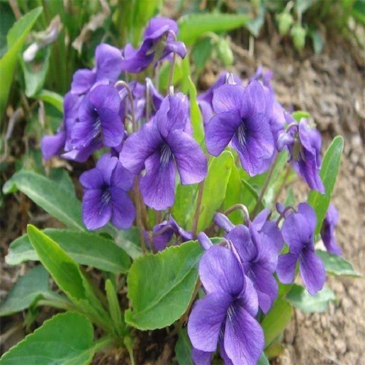 紫花地丁供应商 供应紫花地丁 山东草花光瓣堇菜批发 野堇菜大量批发