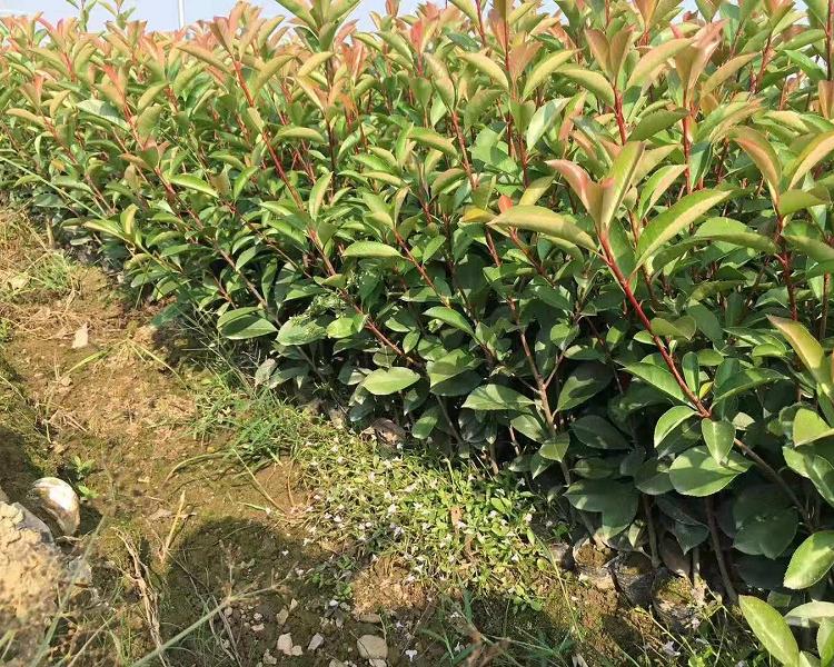 批发苗圃 量大优质红叶石楠基地