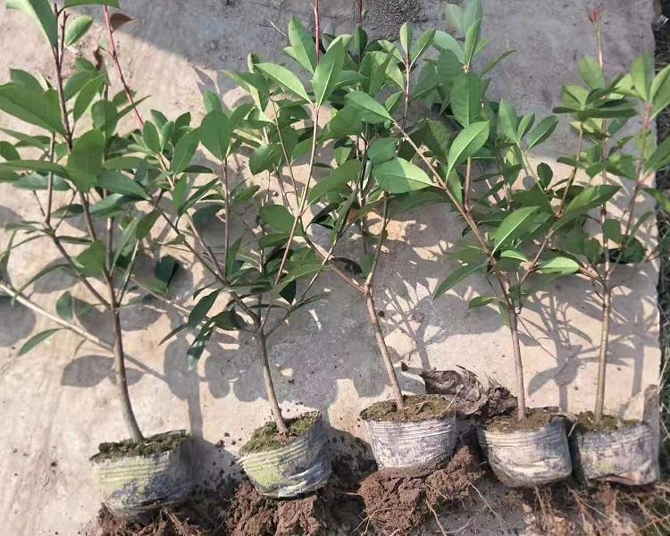 批发苗圃 量大优质红叶石楠基地.园艺专用庭院种植红叶石楠 l绿篱