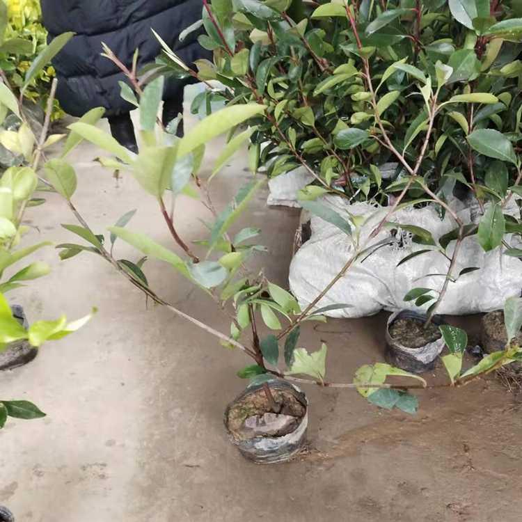 苗圃批发红叶石楠小苗基地.园艺专用庭院 l绿篱围墙 绿化工程