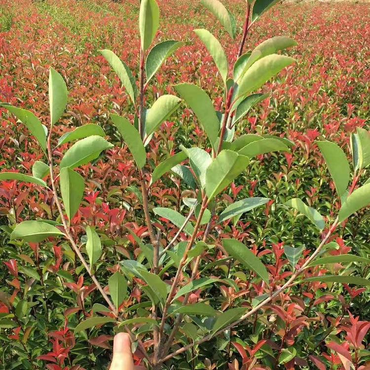 花碟锦簇苗圃基地批发  红叶石楠 各种绿化小苗