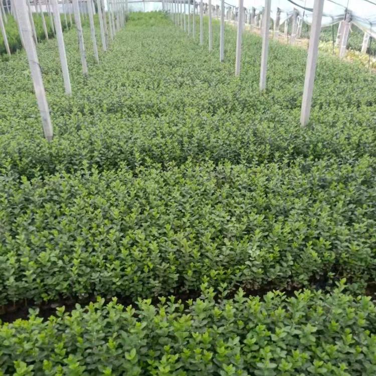 青州卫矛批发 卫矛价格_绿化卫矛基地 卫矛哪里有
