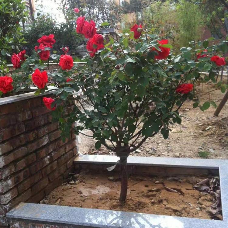 高杆月季批发  树桩月季价格  多色月季树种植基地