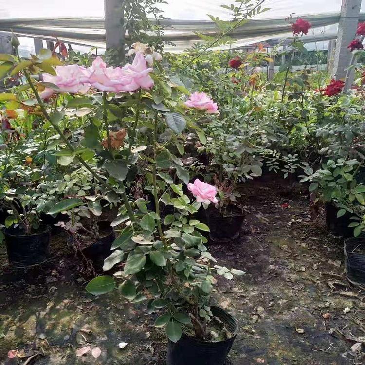 直销藤本月季小苗基地批发 苗圃大量藤本月季.种植大花月季植物