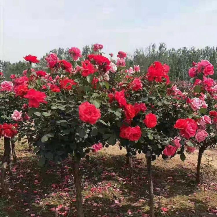 月季树   月季树批发基地