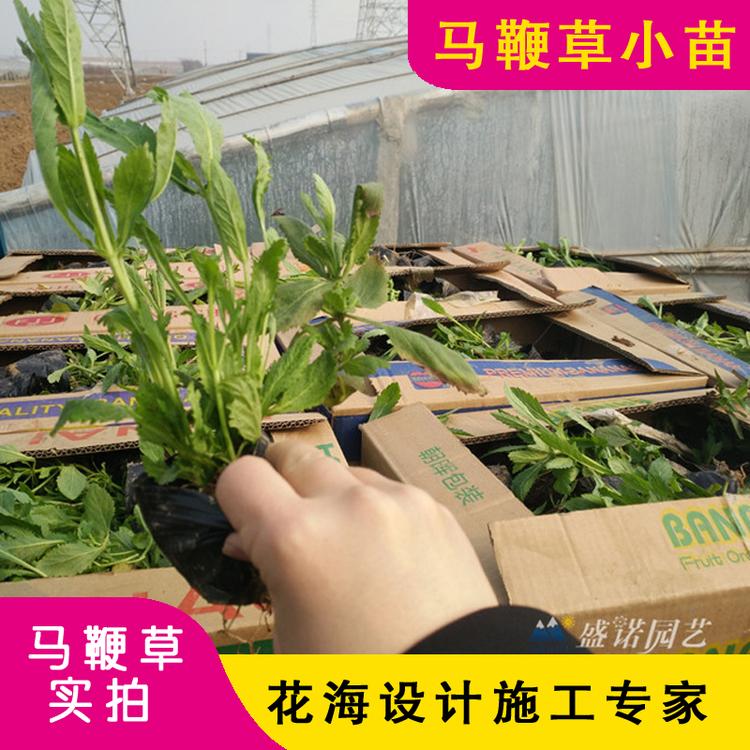 柳叶马鞭草 马鞭草 马鞭草小苗 马鞭草育苗 马鞭草基地批发