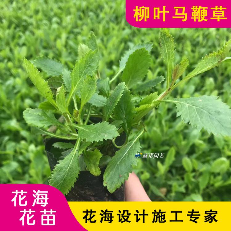 马鞭草 马鞭草花卉基地 马鞭草批发 山东马鞭草 青州马鞭草价格 批发基地 源头货源
