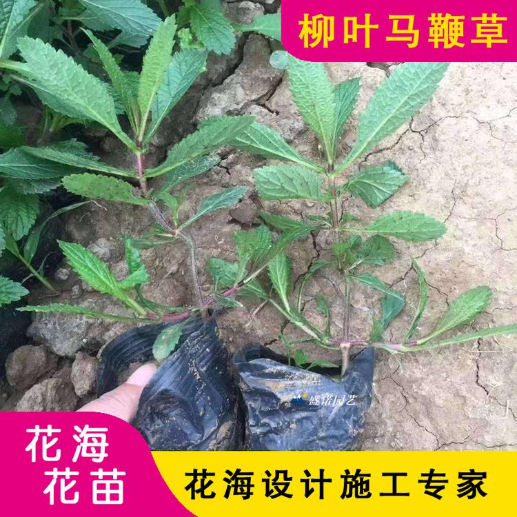 柳叶马鞭 马鞭草苗 马鞭草小苗基地 马鞭草批发 培育基地 价格批发
