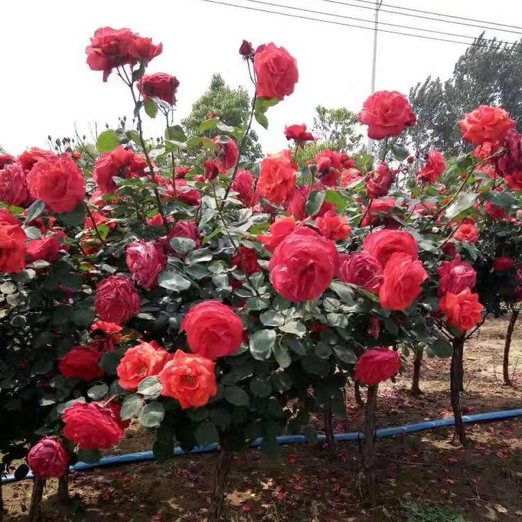 多色月季树  月季树批发  月季树价格  月季树种植基地