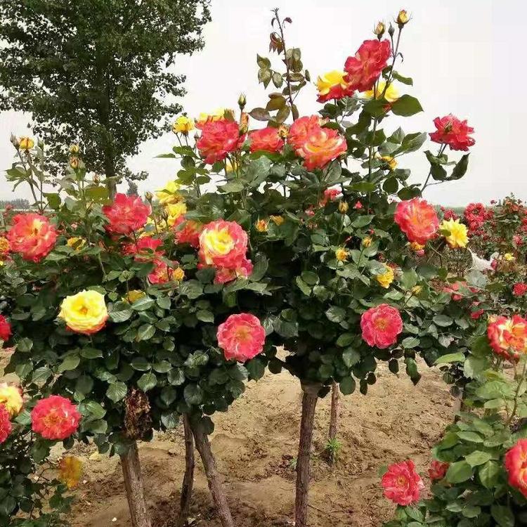 树形月季供应商  多色树形月季树批发价格  月季树种植基地