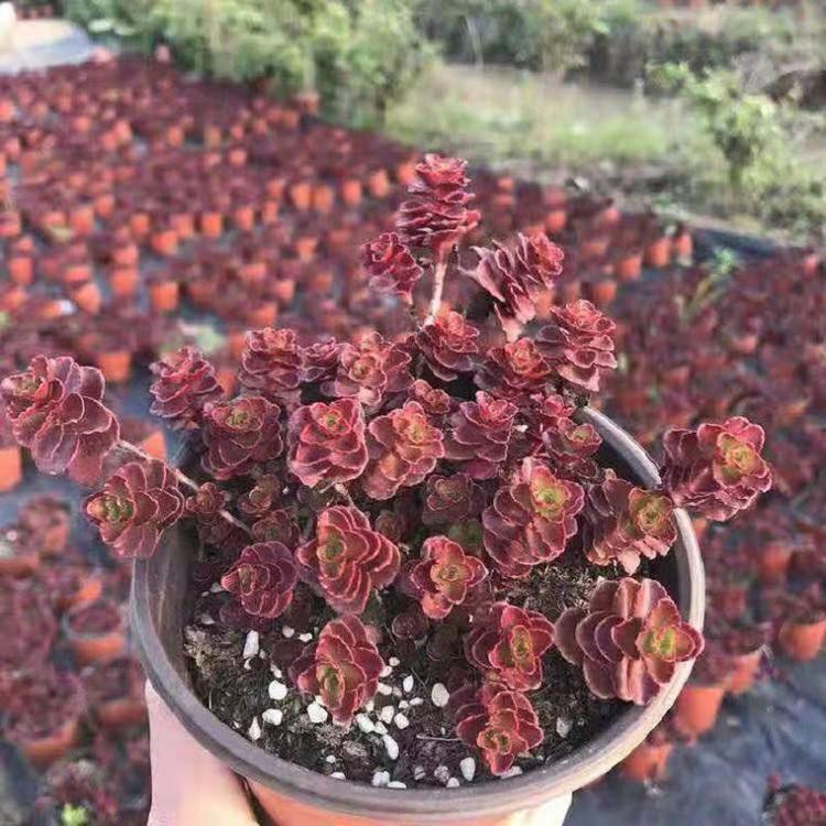 小球玫瑰红景天批发 花海种苗批发 欣美园艺