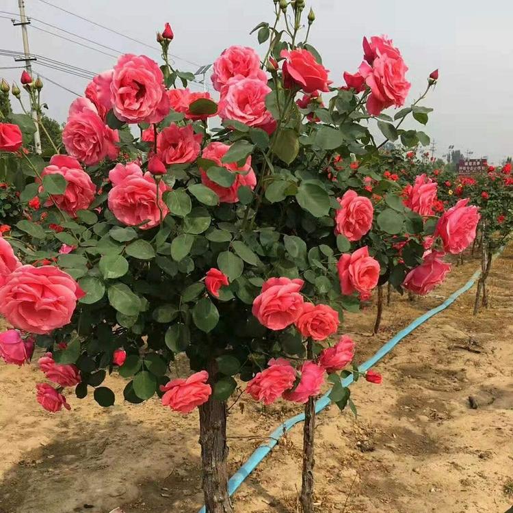 高杆月季  多色高干月季批发  高杆月季价格  混色高杆月季种植基地