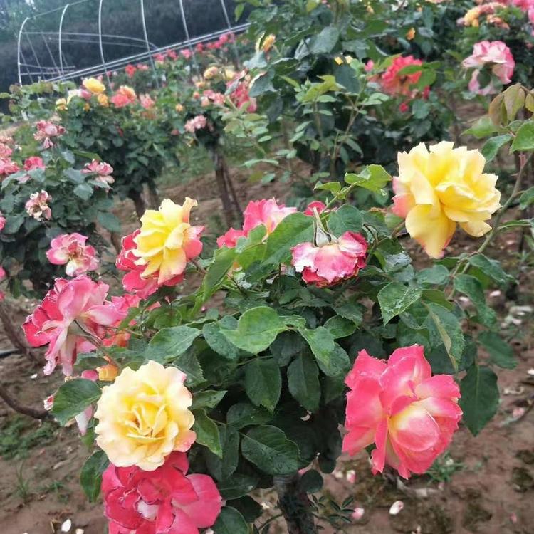 多色混色高杆月季供应商  高杆月季批发商  山东高杆月季