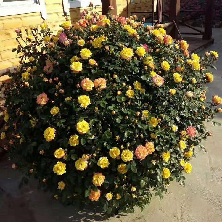 多色月季球批发价格  混色月季球供应商  月季球种植基地
