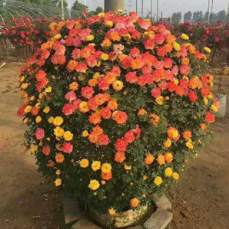 多色月季球供应商  混色月季球种植基地  月季球批发价格