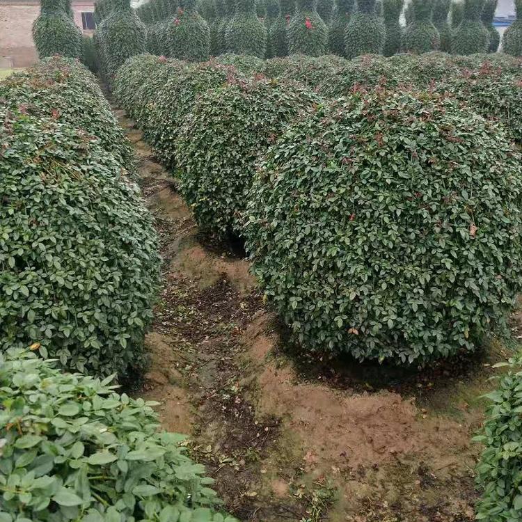 山东混色月季球批发价格  青州多色月季球种植基地  月季球供应商