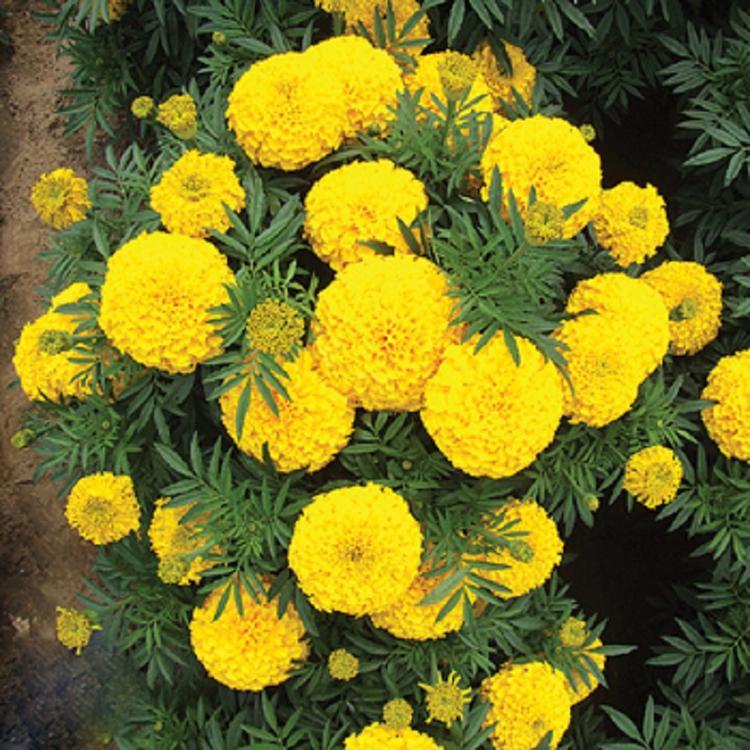 黄色万寿菊  万寿菊基地  万寿菊价格  万寿菊批发商