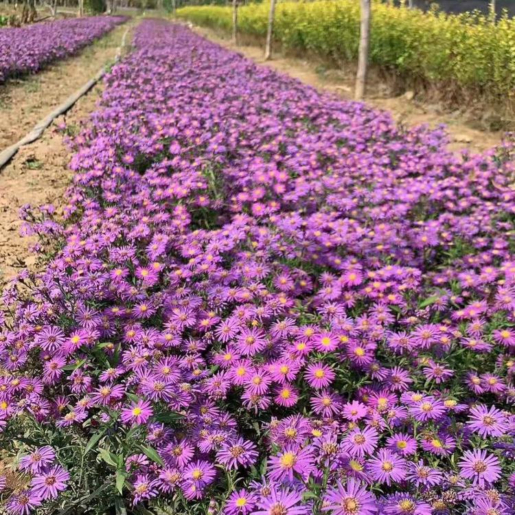 紫苑花