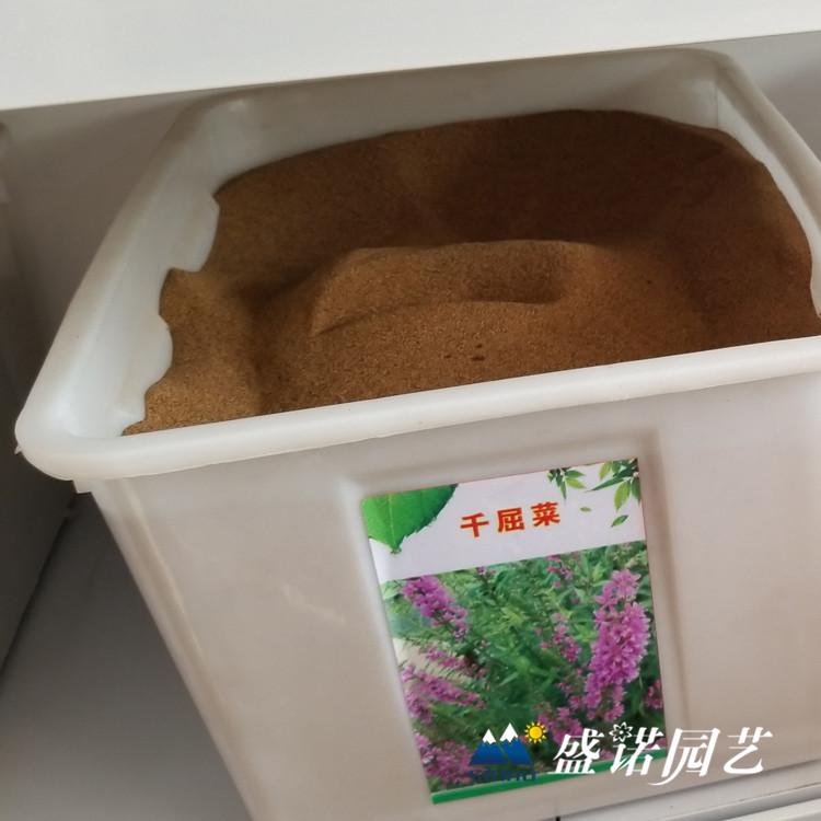 青州花卉种子公司 花卉种子 苗木种子 草坪种子 牧草种子 花卉种子厂家