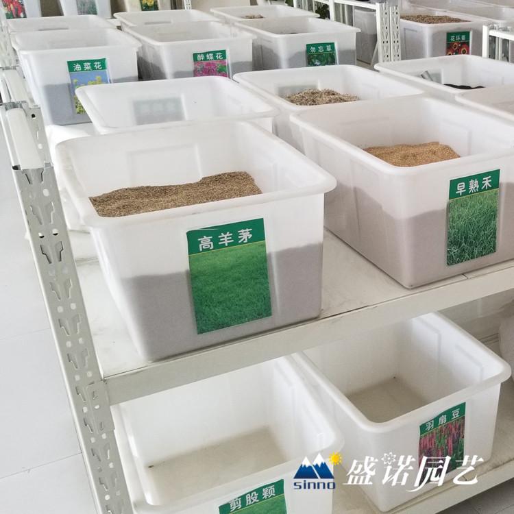 波斯菊花卉种子 金鸡菊花卉种子 硫华菊花卉种子 天人菊花卉种子 花卉种子