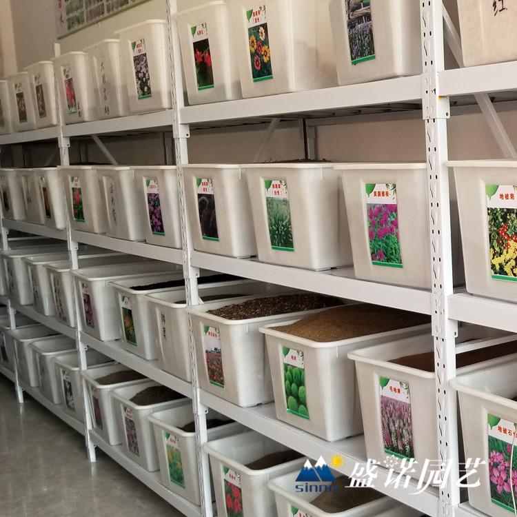 油菜花花卉种子 百日草花卉种子 硫华菊花卉种子 天人菊花卉种子 花卉种子