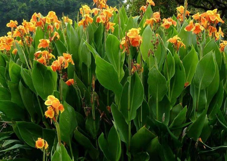 种植美人蕉批发基地 专用 庭院 别墅 公园 园林